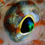 Minithumb_ph_uw_atmosphere_fish-eye_www