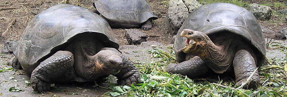 Zwei Riesenschildkröten auf Galapaggos.