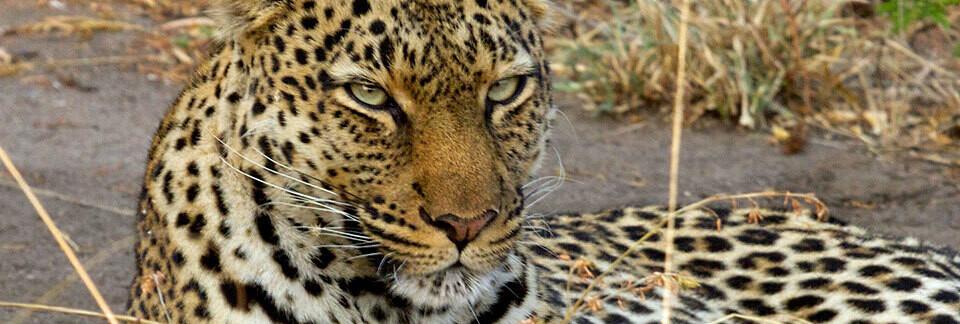 Ein Leopard liegt entspannt auf dem Boden mit fokussiertem Blick.