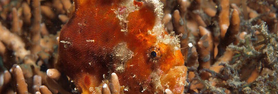 Frogfish tarnt sich zwischen Korallen.